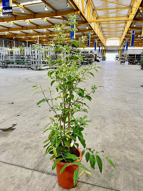 レモンマートル 8号 観葉草木 シトラール 檸檬の芳ばしさ 檸檬 室内装飾 鉢植え 今めかしい 母の日 父の日 苗 株立 差し上げ物 差し上げ物 差し上げ物 緑であること【smtb-s】