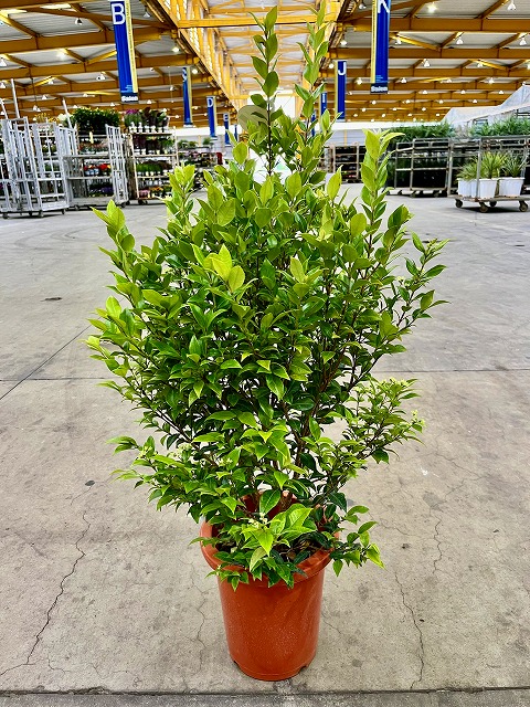 シナモンマートル 8号 観葉草木 シトラール 室内装飾 鉢植え 今めかしい 母の日 父の日 苗 株立 差し上げ物 差し上げ物 差し上げ物 緑であること【smtb-s】 花・観葉植物-花・ガーデン・DIY-観葉植物