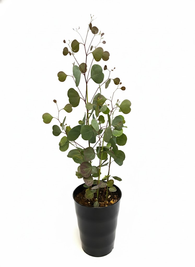 楽天市場】ユーカリ ポポラス 7号鉢 送料無料 観葉植物 高さ100cm