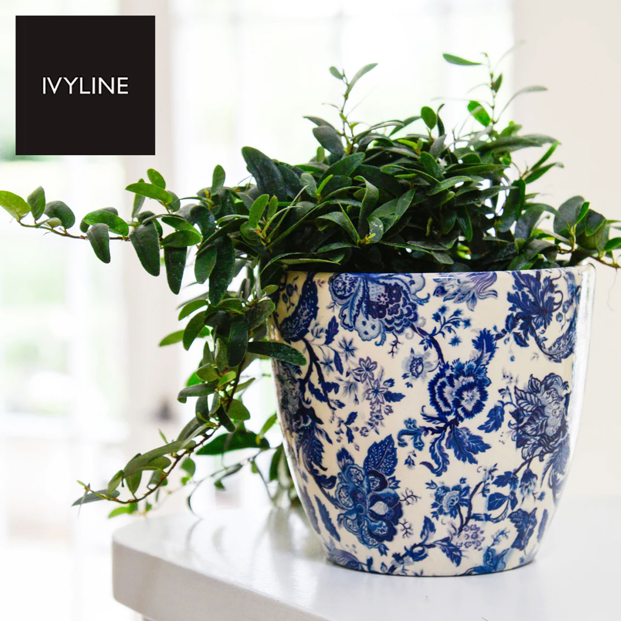 楽天市場】IVYLINE モンツァプランター ヴィンテージブルー 鉢 カバー