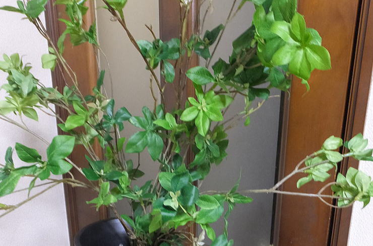 ドウダンの投げ入れ代コサージュ 三作品収入 どうだん ドウダンの造フラワー 枝もの花束会場装花 造花 ファインアートブロッサム シルクフラワー造花 Ct触媒 枯れない花 生気触媒 Biscochohaus Com