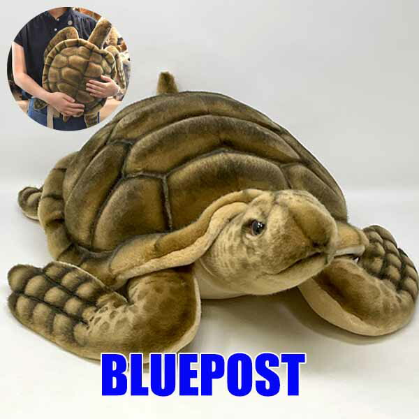 りくがめ カメ在庫】 ケヅメリクガメ BYYG 最大で甲長80cmほどにもなる