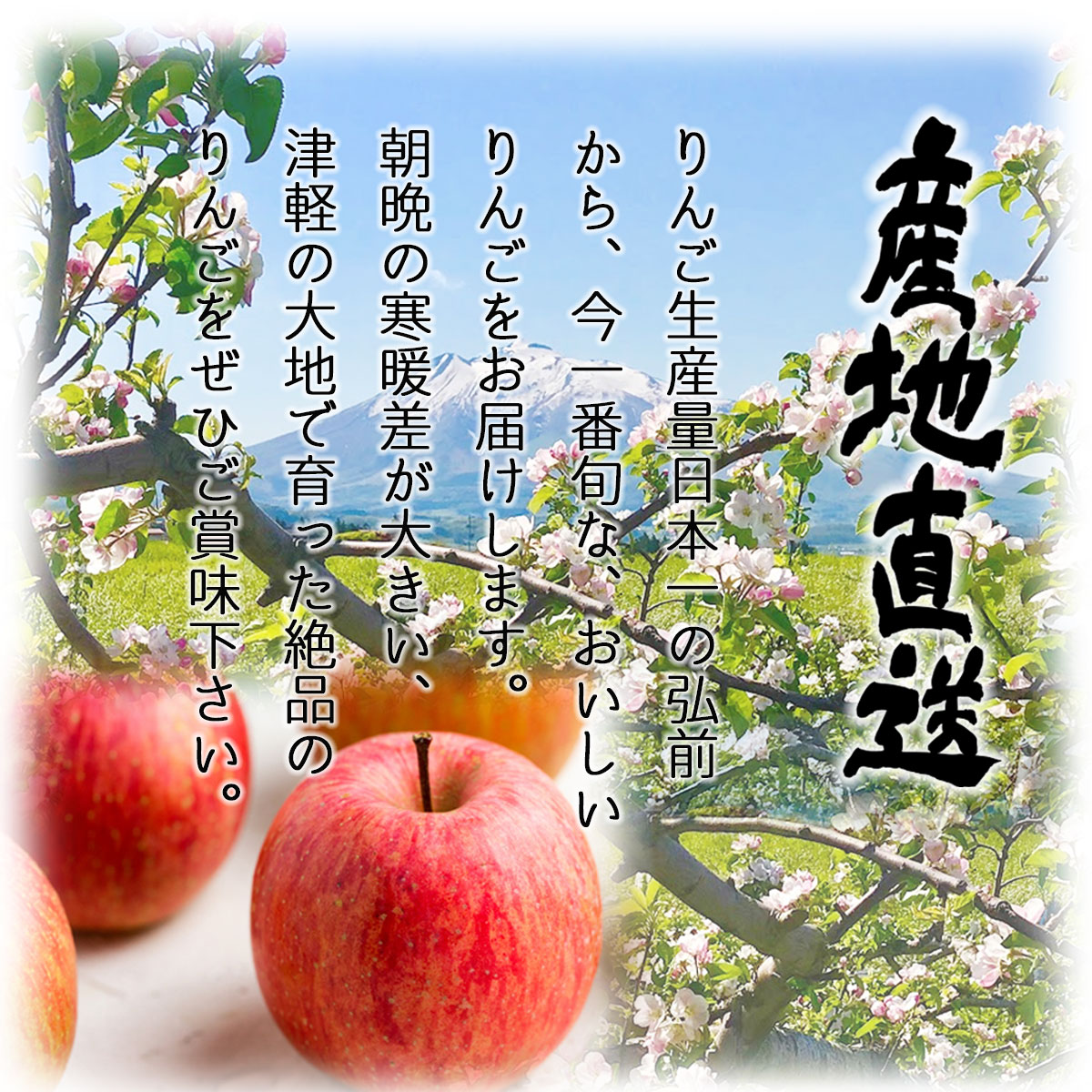 市場 先行予約 贈答用 送料無料 2022年産 青森県産りんご 林檎 数量限定 りんご リンゴ 9月上旬発送 ringo 秀品