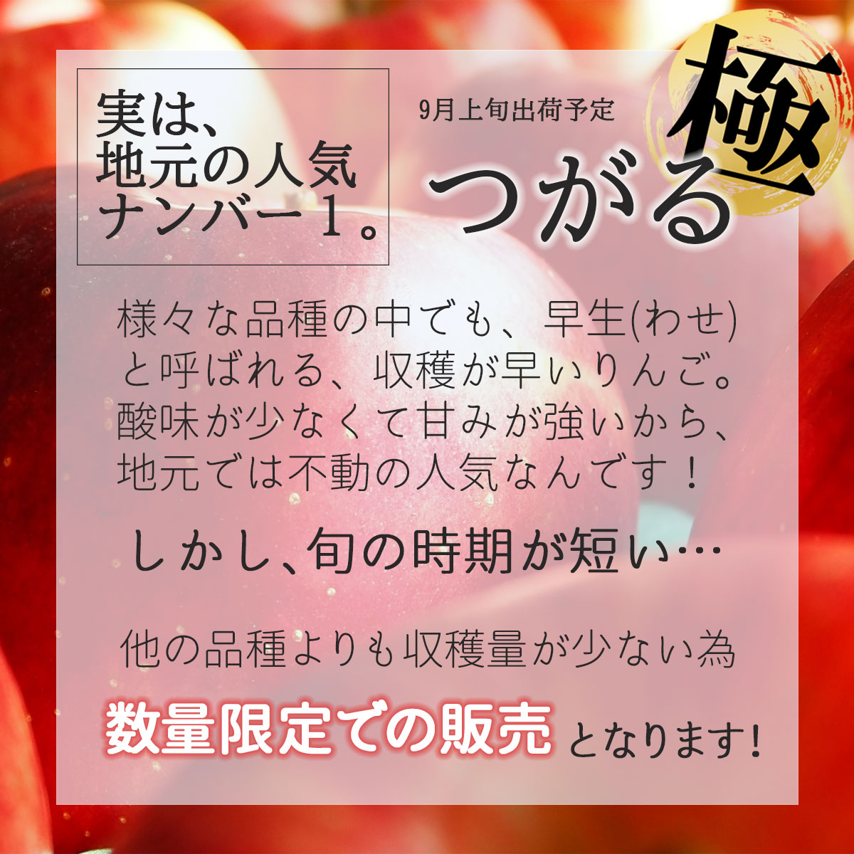 市場 先行予約 林檎 りんご 青森県産りんご 9月上旬発送 2022年産 ringo ご家庭用 リンゴ 数量限定 送料無料