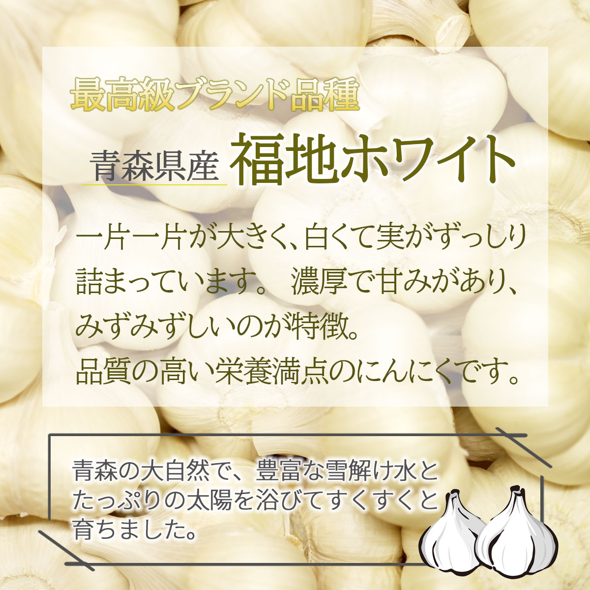 市場 ポイント2倍 クーポン配布中 にんにく ニンニク 青森県産 青森にんにく ８月中旬順次発送 予約販売 国産