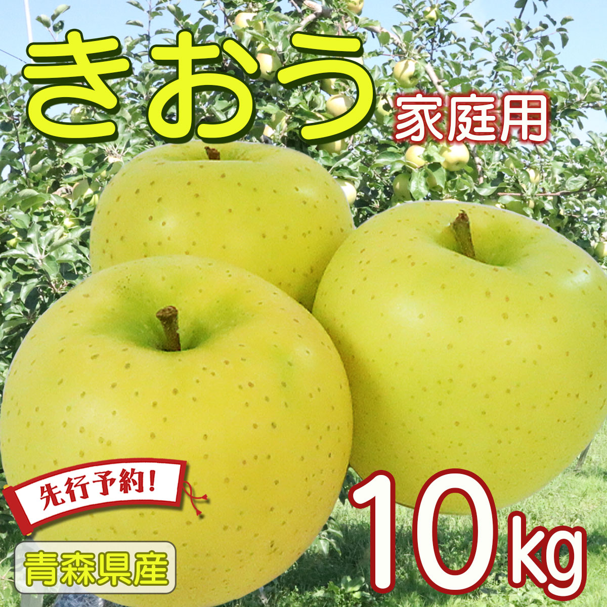 【 先行予約 】りんご リンゴ 送料無料 林檎 ringo 数量限定 2025年産 青森県産りんご 青森りんご ご家庭用 訳あり きおう 黄王 10kg (約32玉～46玉入り) 産地直送 工藤農園 おいしい 青りんご おすすめ 敬老の日 SSS