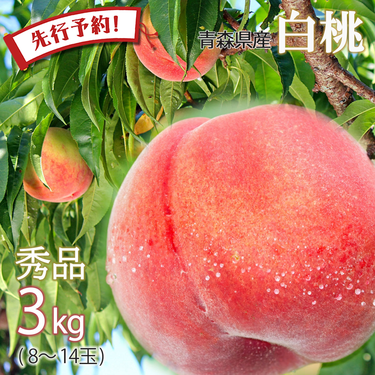 【2時間限定クーポン配布中】【先行予約 あかつき】桃 モモ momo 川中島白桃 日川白鳳 果物 フルーツ 送料無料 白桃 秀品 2025年産 青森県産 約3キロ 朝どれ 直送 産地直送 贈答 のし無料 お中元 敬老の日 ※ 訳あり 山梨 和歌山 ふるさと納税 ではありません