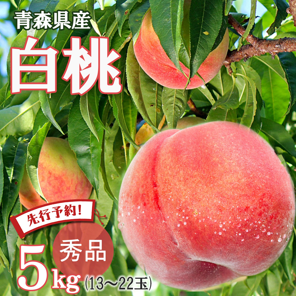 【先行予約 あかつき 白桃】桃 momo モモ フルーツ 果物 送料無料 白桃 秀品 川中島白桃 日川白鳳 あかつき 2025年産 青森県産 約５キロ 朝どれ 直送 産地直送 贈答 のし無料 お中元 敬老の日 ※ 訳あり 山梨 和歌山 ふるさと納税 ではありません