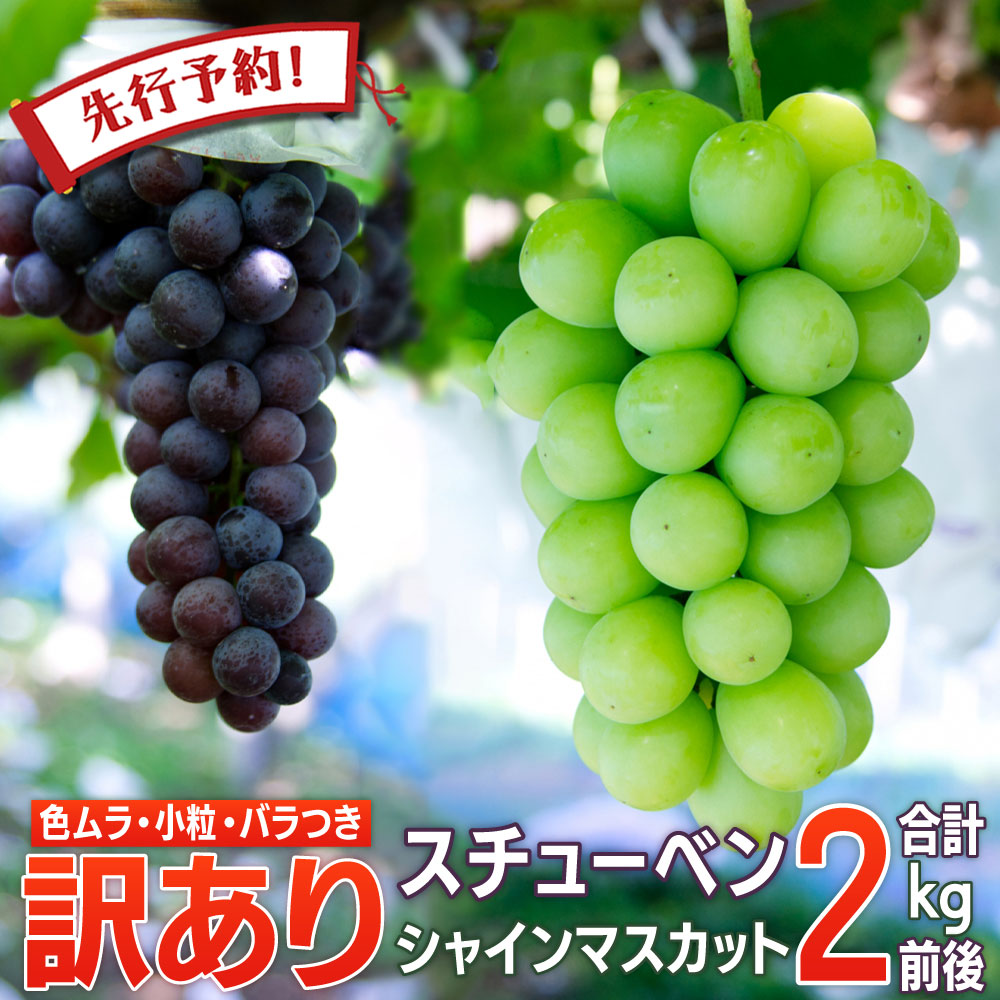 【24時間限定クーポン配布中】【先行予約】ぶどう ブドウ 2025年産 朝どれ 数量限定 青森県産 完熟 スチューベン シャインマスカット 合計 2kg 訳あり 朝どれ 葡萄 家庭用 甘い 食べ比べ セット
