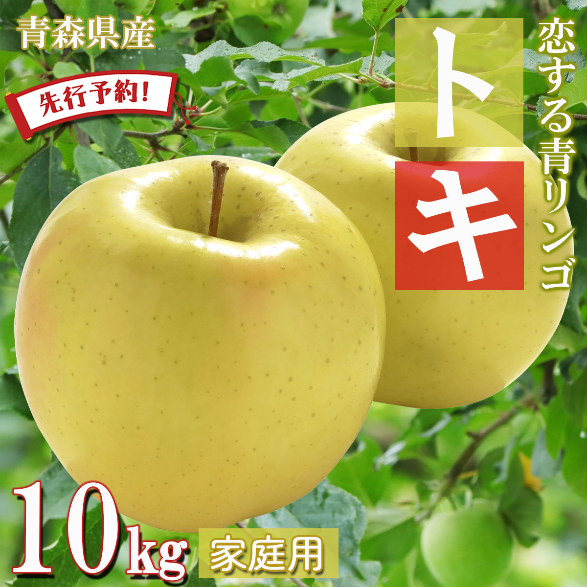 【ポイント2倍】【先行予約 トキ 】りんご リンゴ 送料無料 林檎 ringo 数量限定 2025年産 青森県産りんご 青森りんご ご家庭用 訳あり トキ  10kg (約32玉～50玉入り) 産地直送 工藤農園 おいしい 青りんご おすすめ 敬老の日