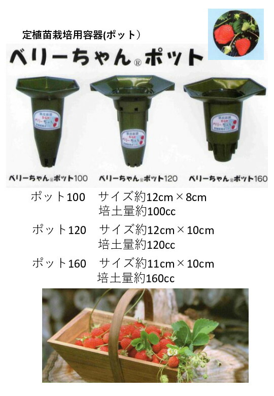 楽天市場 イチゴ 苗ポット 定植苗栽培用容器 ポット 業者様限定品 Dgk ベリーちゃんポット 100型 500個セット 送料無料 大和技研工業 日本製 ｂｌｕｅｇｅａｒ