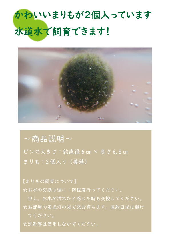 市場 北海道産 お土産 かわいい アクアリウム 癒し 瓶 養殖まりも 飼育 2個入りマリモ Marimo