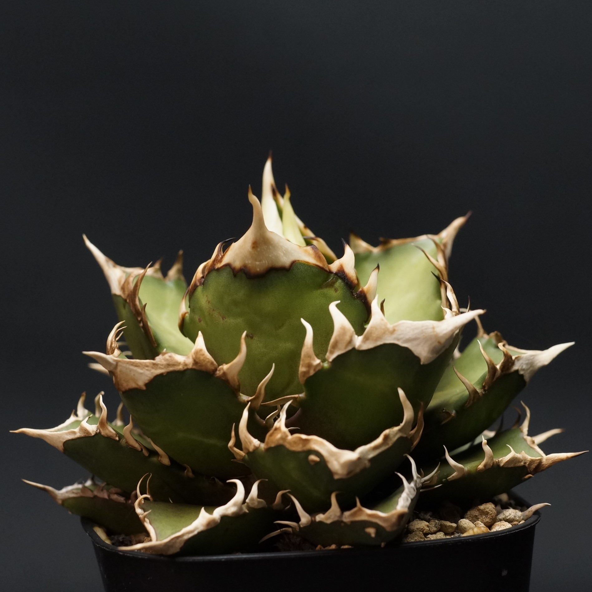 楽天市場】agave titanota fo76/アガベ チタノタ fo76 【観葉