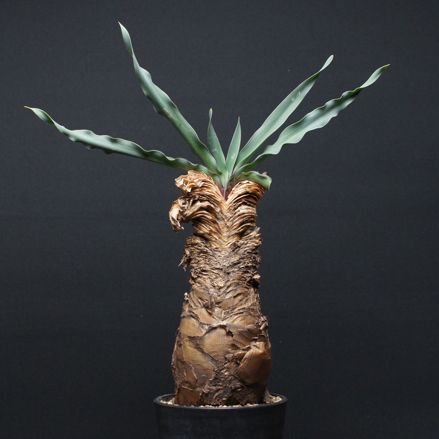 楽天市場】多肉植物 caブーファン ディスティカ 現品販売 0730-01