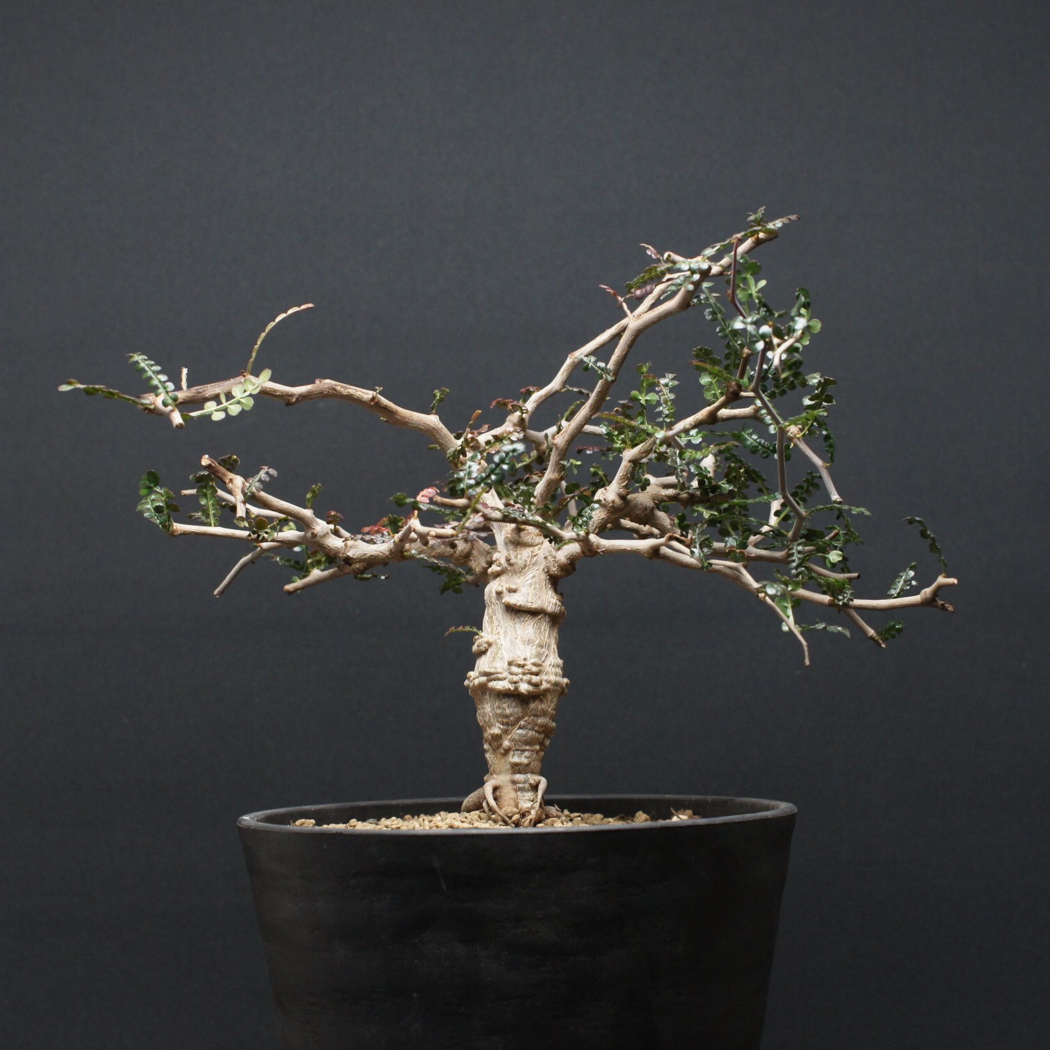 楽天市場】多肉植物 caオペルクリカリア パキプス 現品販売 0822-10