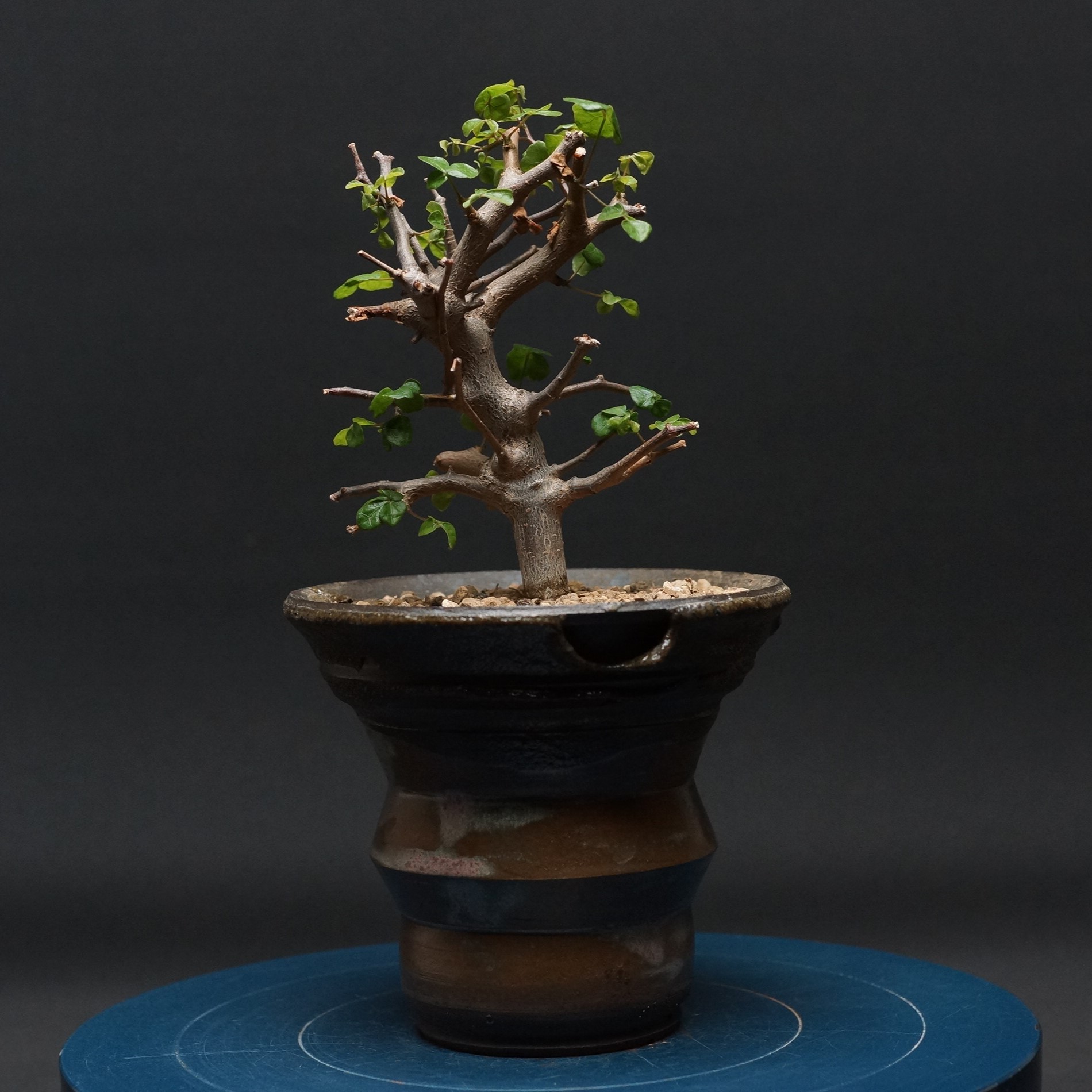 コミフォラ シヌアタ "Commiphora Sinuata" 管理2730 観葉植物 室内 贈り物 プレゼント インテリア おしゃれ コーデックス coudex 多肉植物 コミフォラ 陶器鉢｜ボカープコーデックス　店