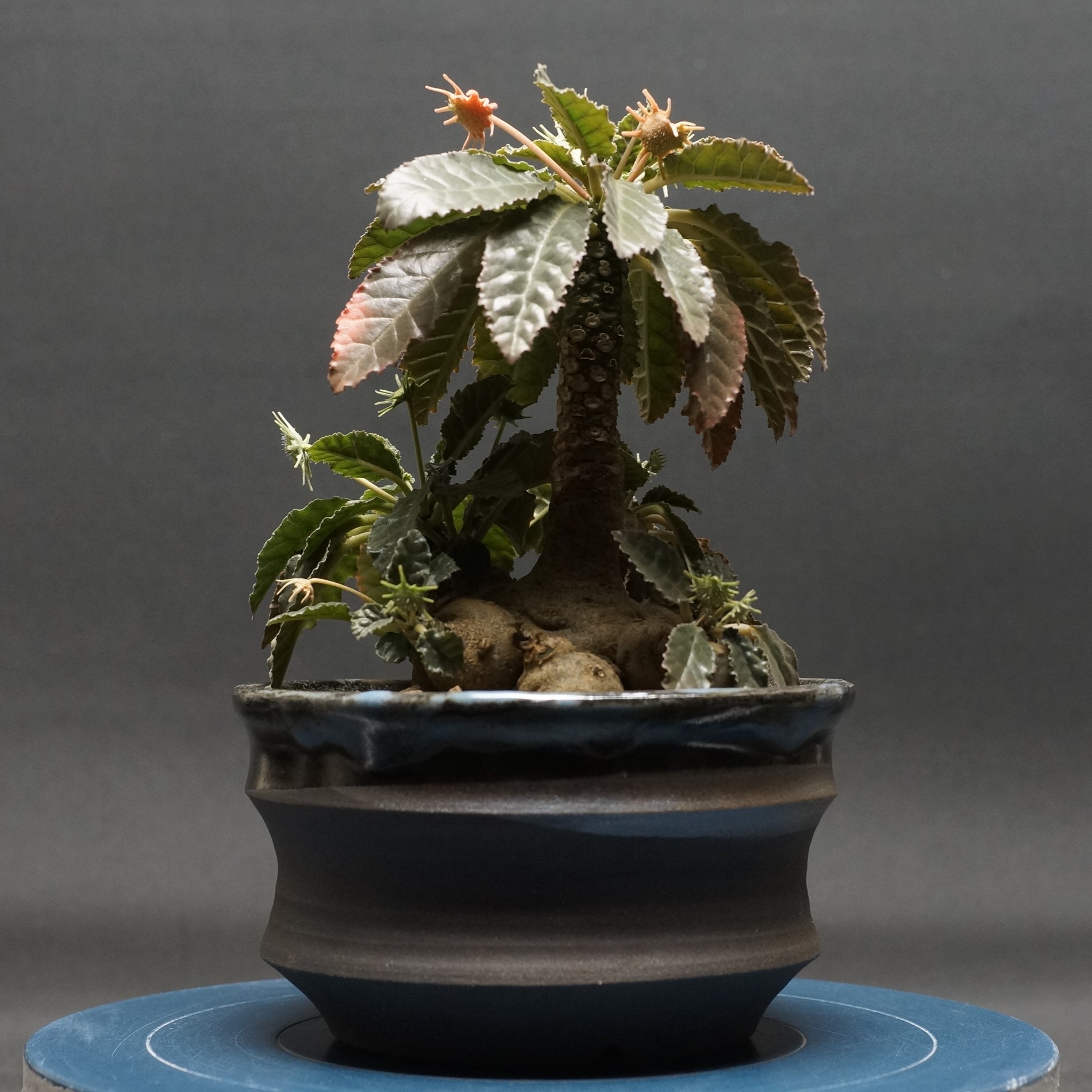 プテロディスクス マカチニエンシス　塊根植物　発根済み　輸入実生株 プテロディスクス マカチニエンシス / Pterodiscus