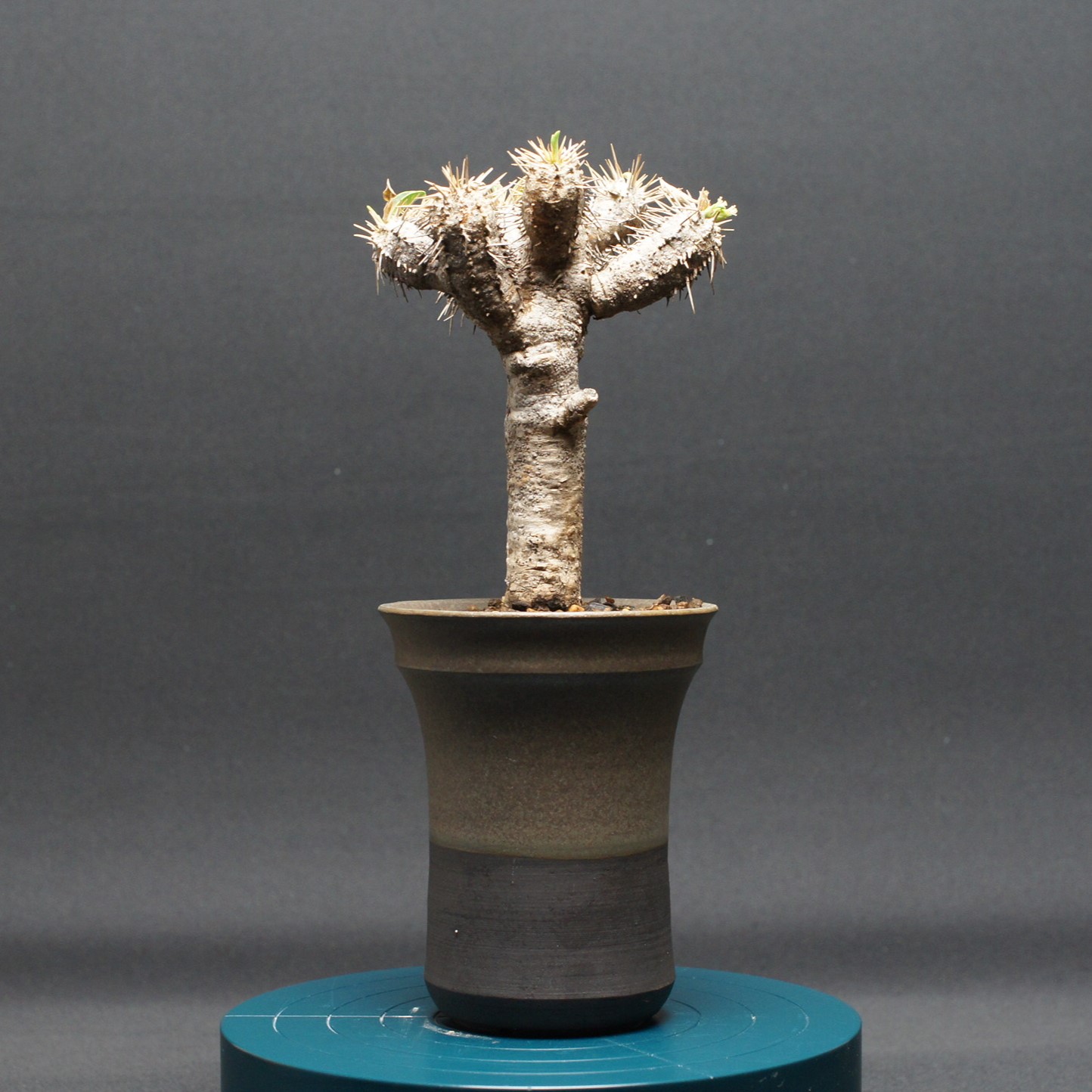 楽天市場】多肉植物 caユーフォルビア クラビゲラ 0224-003 多肉植物