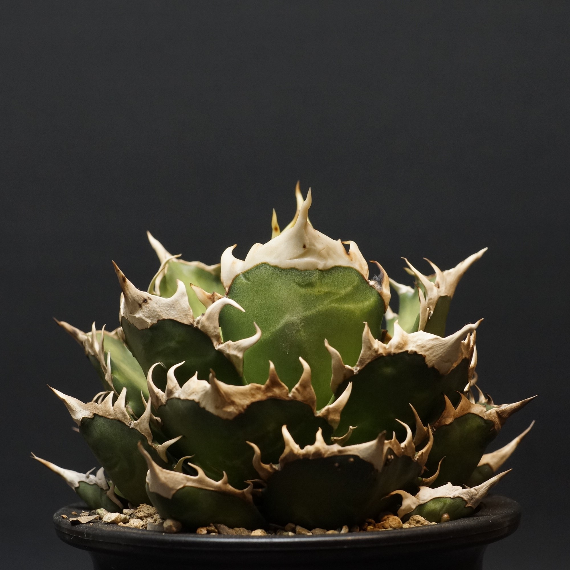 アガベ チタノタ オアハカ Agave titanota Oaxaca 19 アガベ チタノタ オアハカ Agave titanota Oaxaca 20 | Mellow