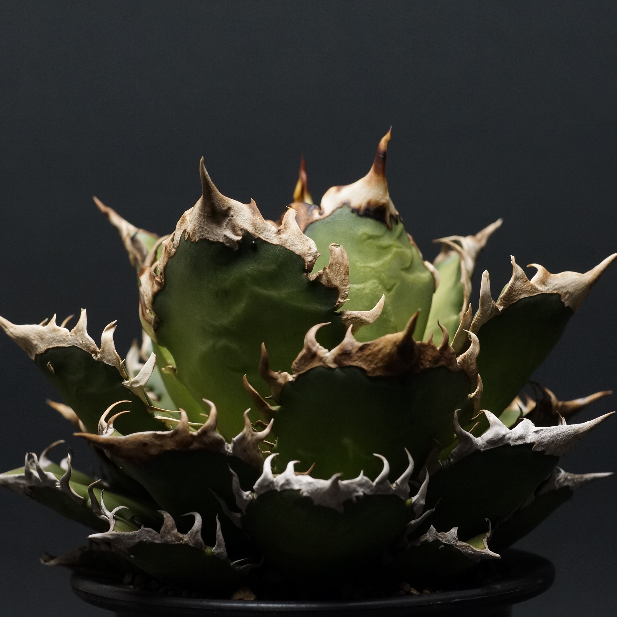 アガベ　チタノタ　夕映　多肉植物　鉢ごと発送　発根済 アガベ・チタノタ 夕映厳竜-006｜agave titanota Solar Eclipse