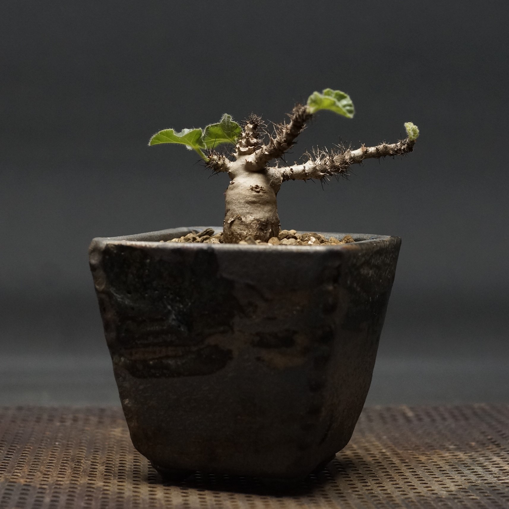 プテロディスクス マカチニエンシス　塊根植物　発根済み　輸入実生株 プテロディスクス マカチニエンシス / Pterodiscus