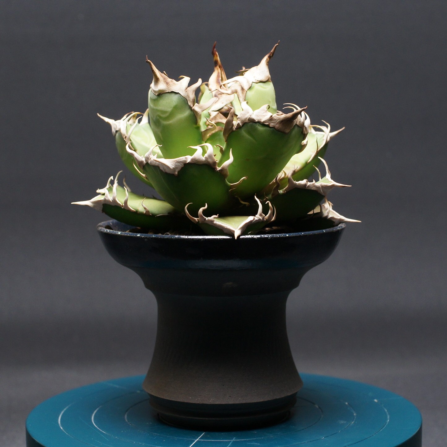 楽天市場】agave titanota panda/アガベ チタノタ パンダ 【観葉植物