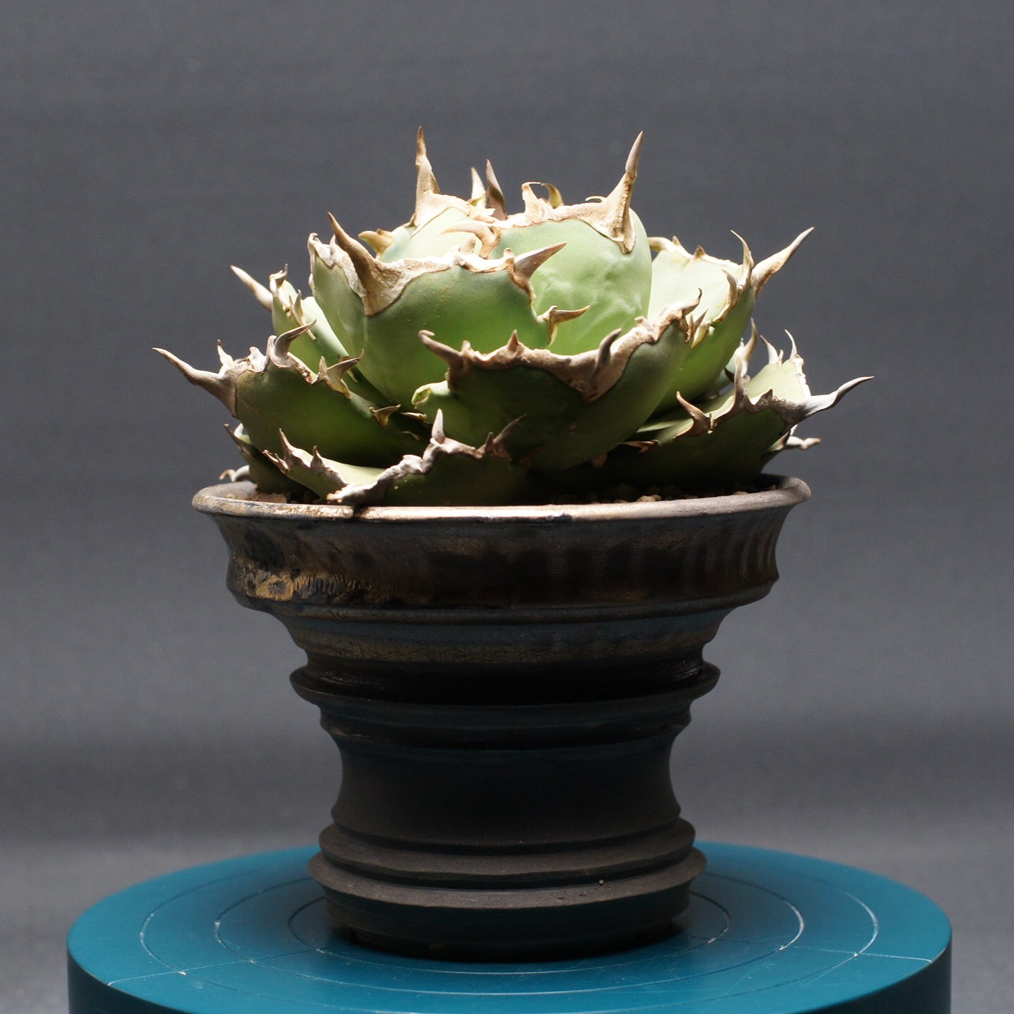 楽天市場】agave titanota fo76/アガベ チタノタ fo76 【子株1つ付き