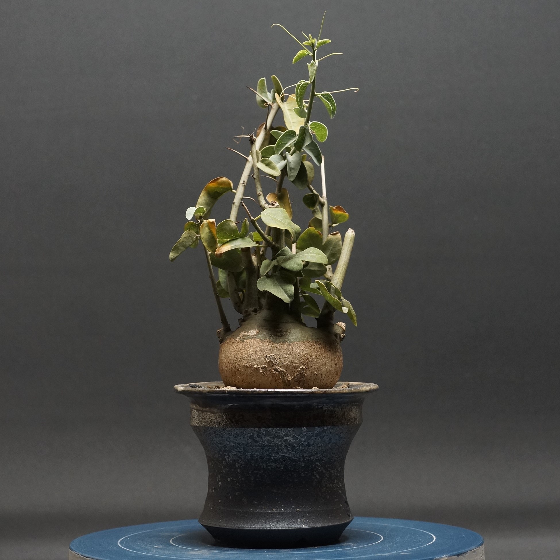 楽天市場】多肉植物 caアデニア ステノダクチラ Adenia