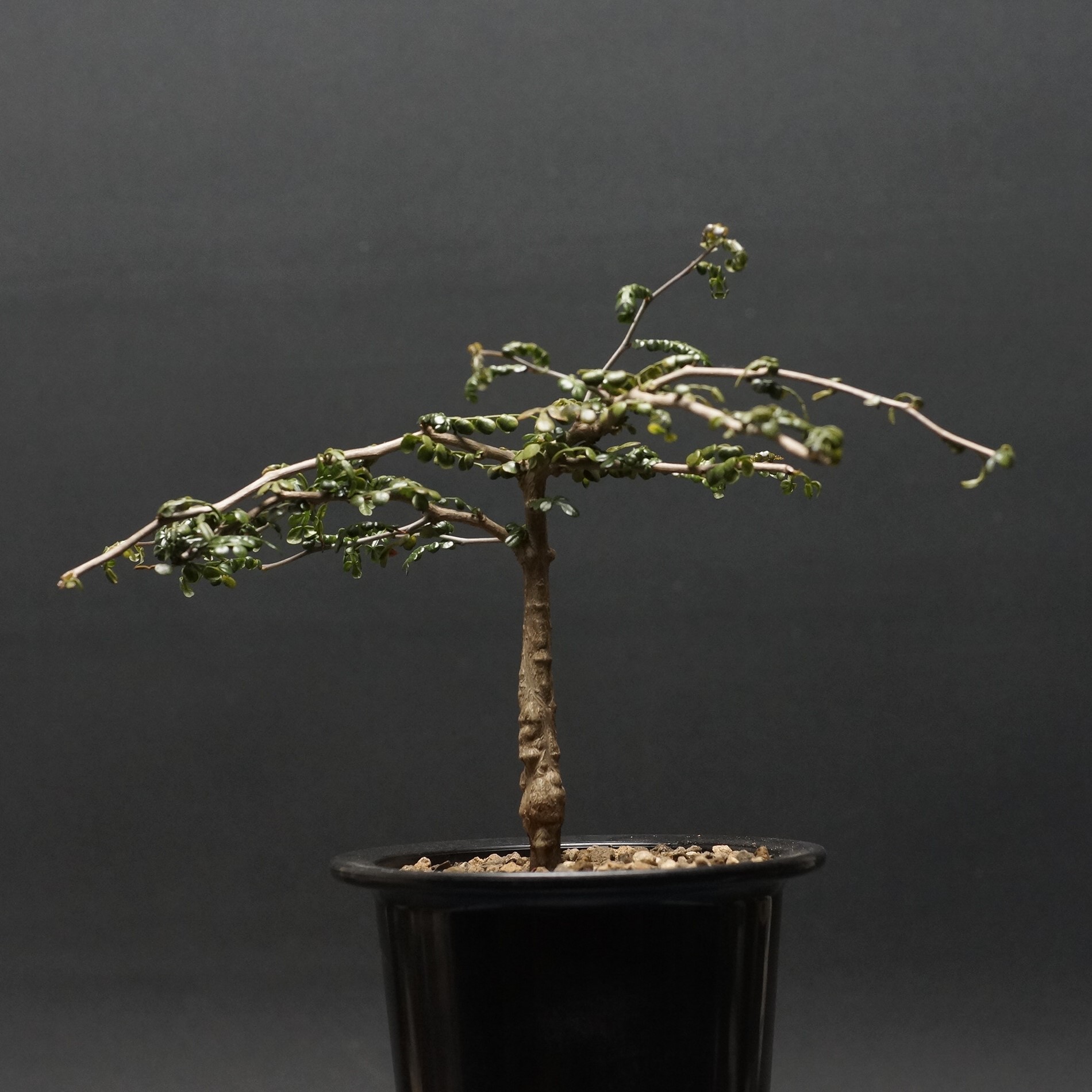 楽天市場】観葉植物/オペルクリカリア：デカリー （根伏せ株