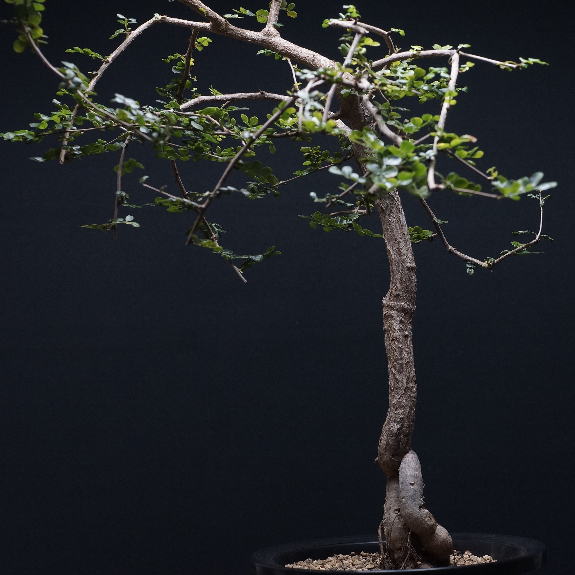 楽天市場】コーデックス：オペルクリカリア パキプス 根挿し*葉幅7.5