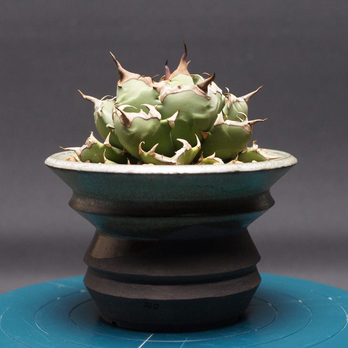 楽天市場】agave titanota panda/アガベ チタノタ パンダ 【観葉植物