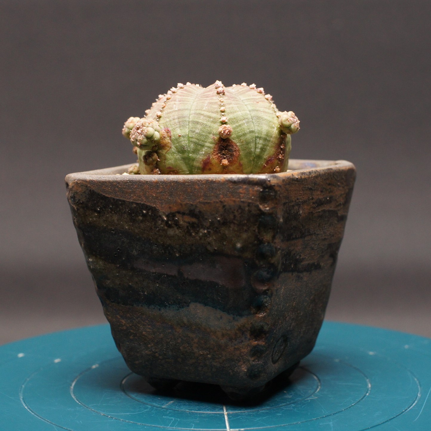 楽天市場】多肉植物 caユーフォルビア クラビゲラ 0224-003 多肉植物