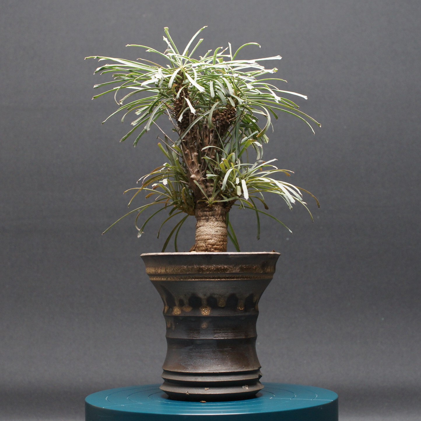 楽天市場】多肉植物 caユーフォルビア クラビゲラ 0224-003 多肉植物