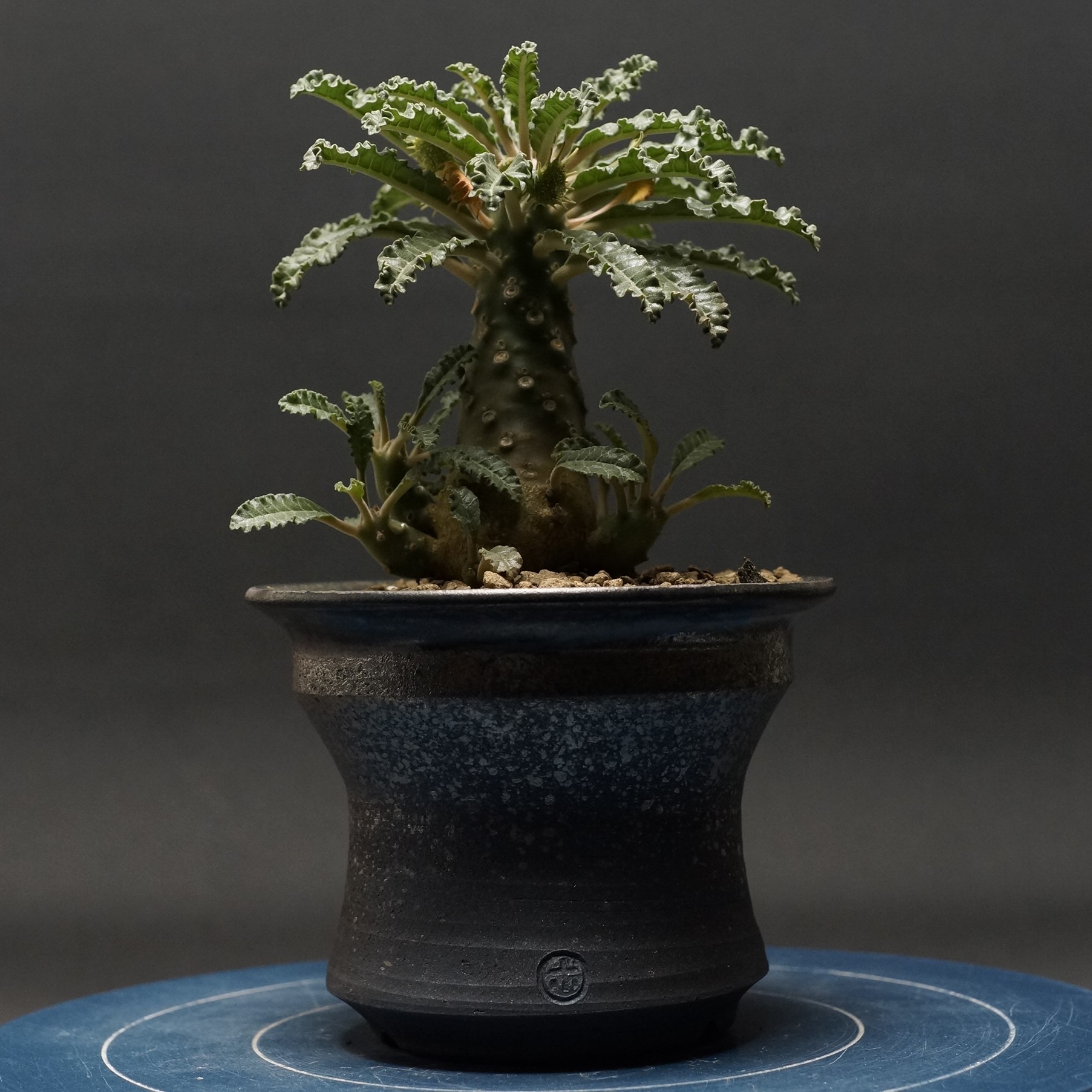 a8 ドルステニア ラブラニー 雌雄 塊根植物 コーデックス 楽天市場】コーデックス：ドルステニア ラブラニー*塊根幅2cm