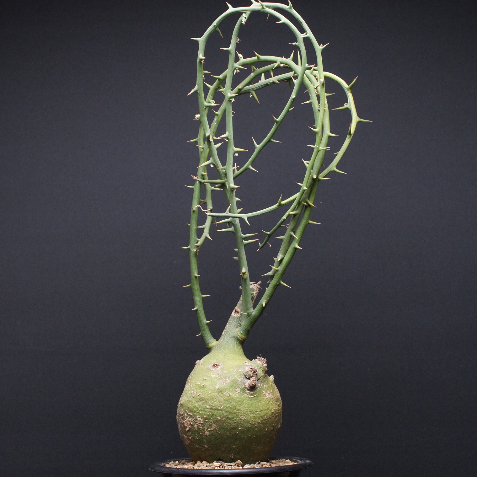 アデニア プセウドグロボーサ \"Adenia pseudoglobosa\"" 保護すること2591 観葉草木 室内 差し上げ物 差し上げ物 室内装飾 今めかしい コーデックス coudex 多肉植物 塊根草木 瀬戸もの鉢 アデニアグロボーサ"