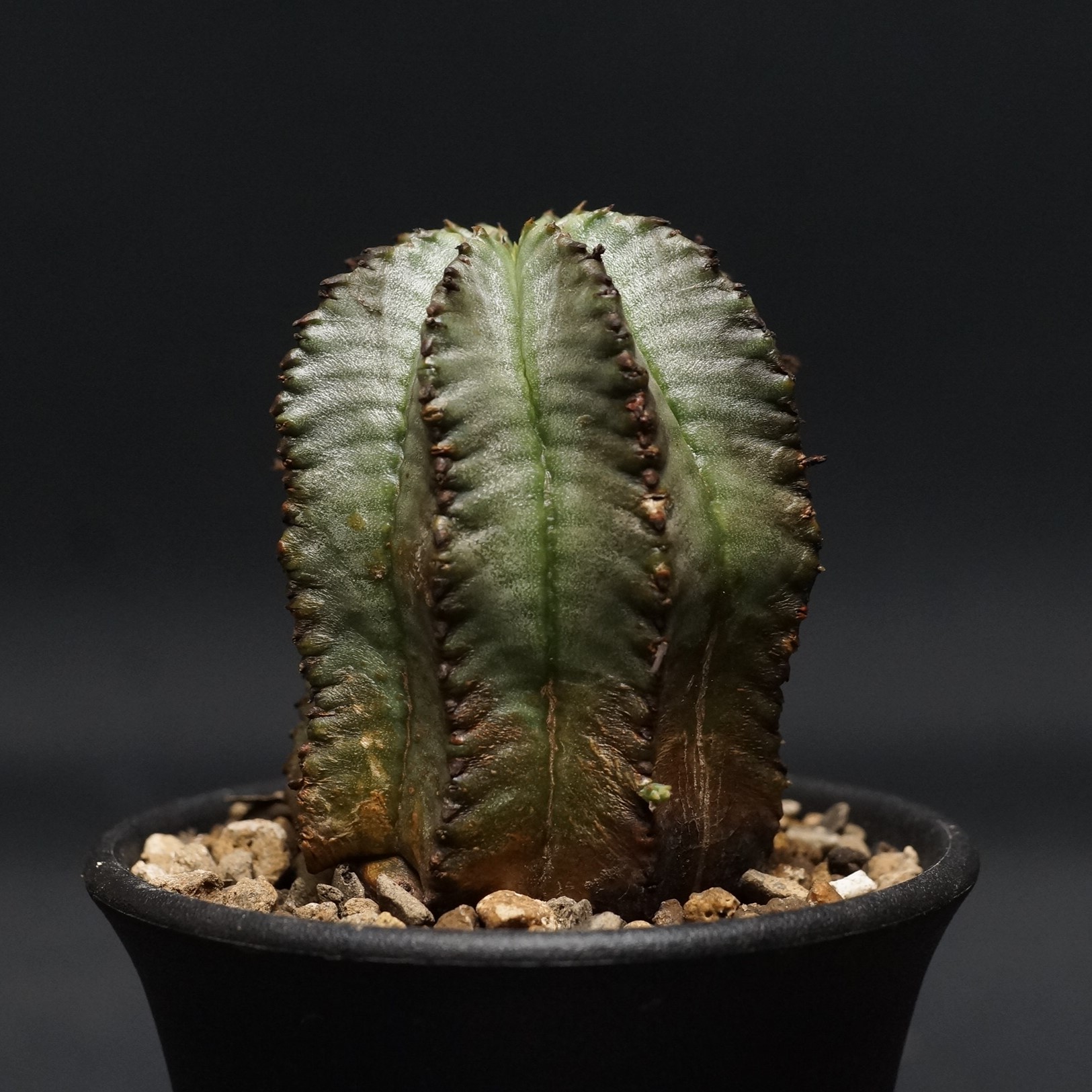 【大株】ユーホォルビア ホリダ 塊根植物 多肉植物 コーデックス ユーフォルビア・ホリダの基本情報・育て方｜多肉植物・サボテン