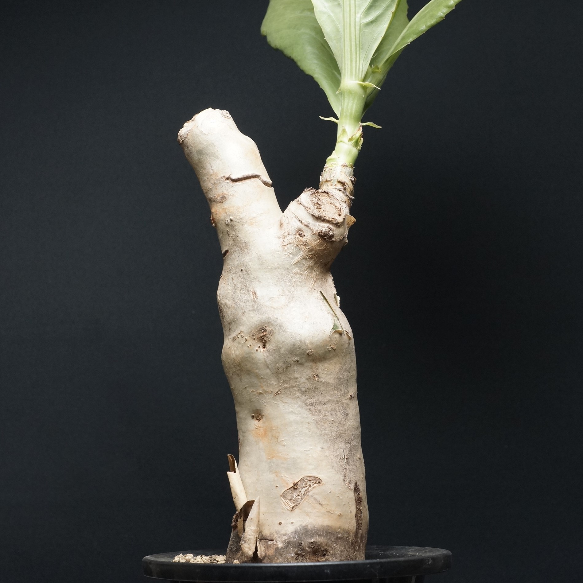 楽天市場】多肉植物 caプテロディスクス マカチニエンシス