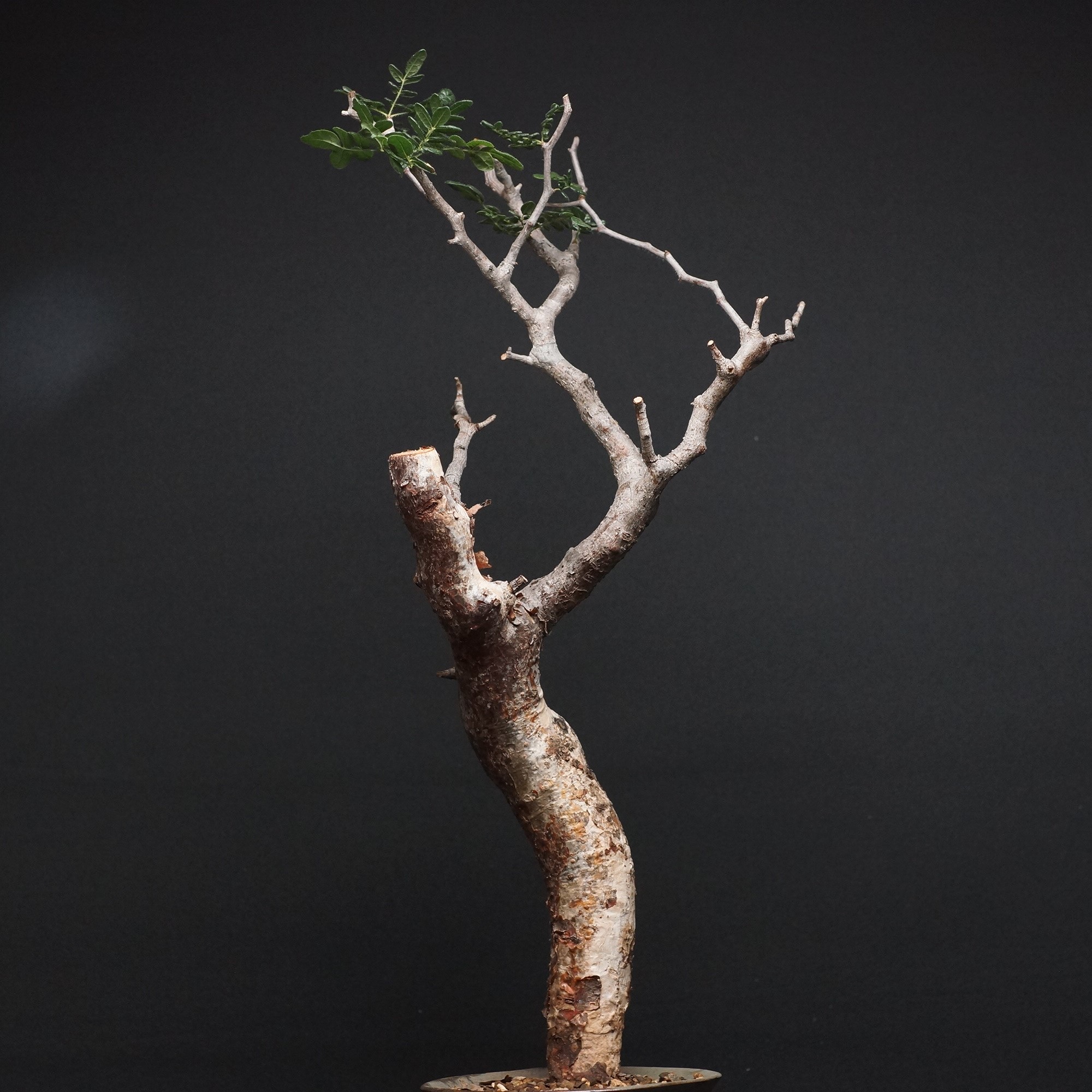 コミフォラ モンストローサ "Commiphora monstruosa" 管理2746 観葉植物 室内 贈り物 プレゼント インテリア おしゃれ コーデックス coudex 多肉植物 コミフォラ 陶器鉢｜ボカープコーデックス　店
