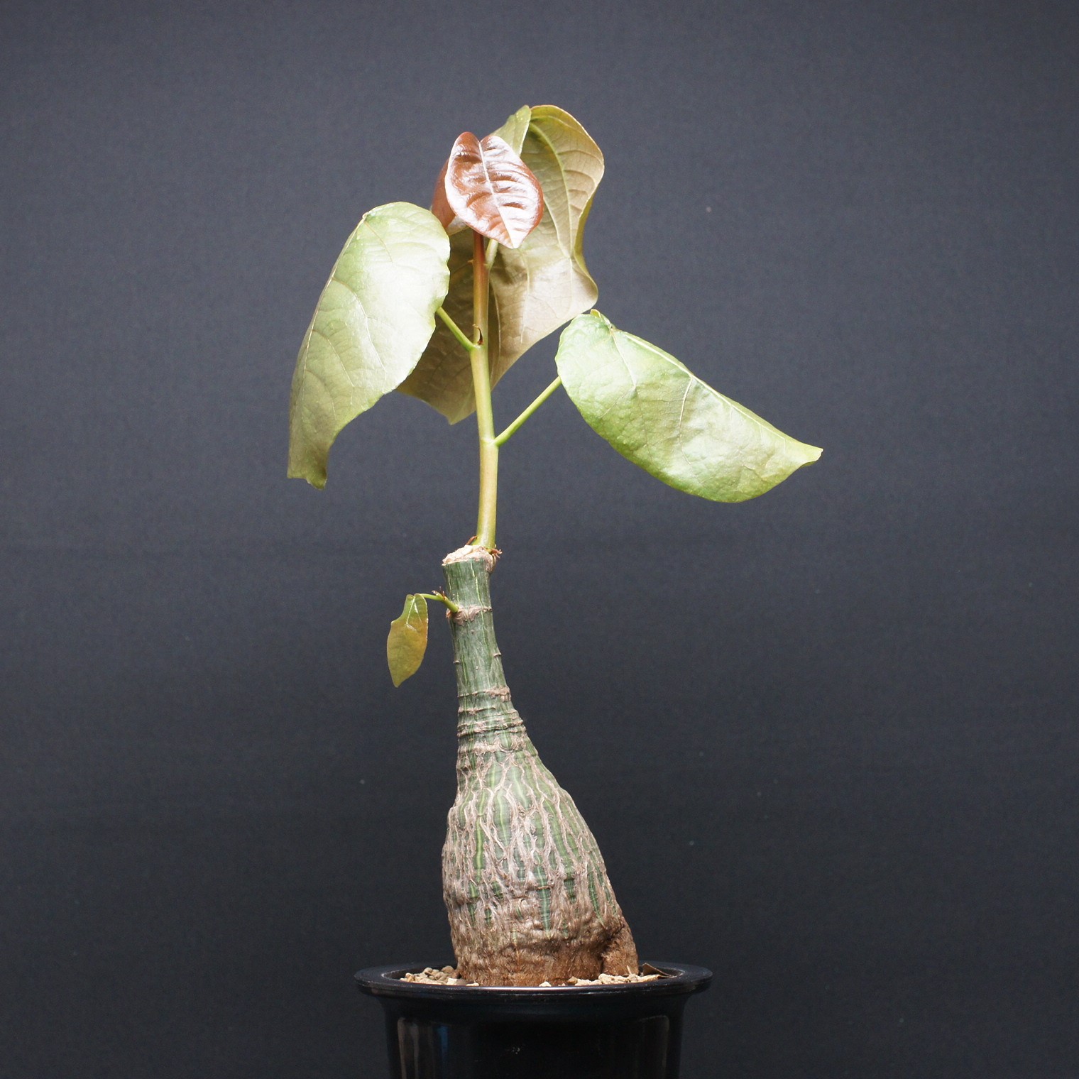 楽天市場】観葉植物 プセウド ボンバックス エリプティクム 4号 選べる