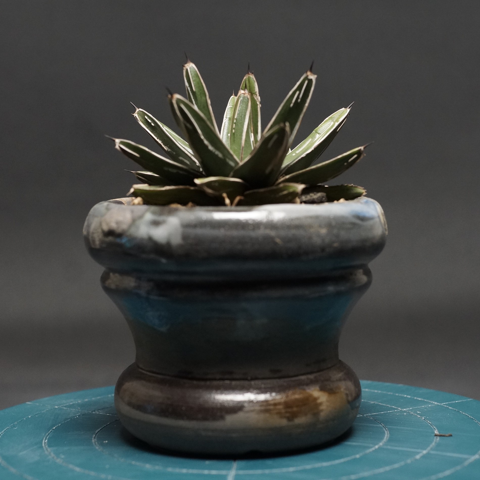 姫笹の雪錦 ライムグリーン覆輪 アガベ 姫笹の雪 黄覆輪斑