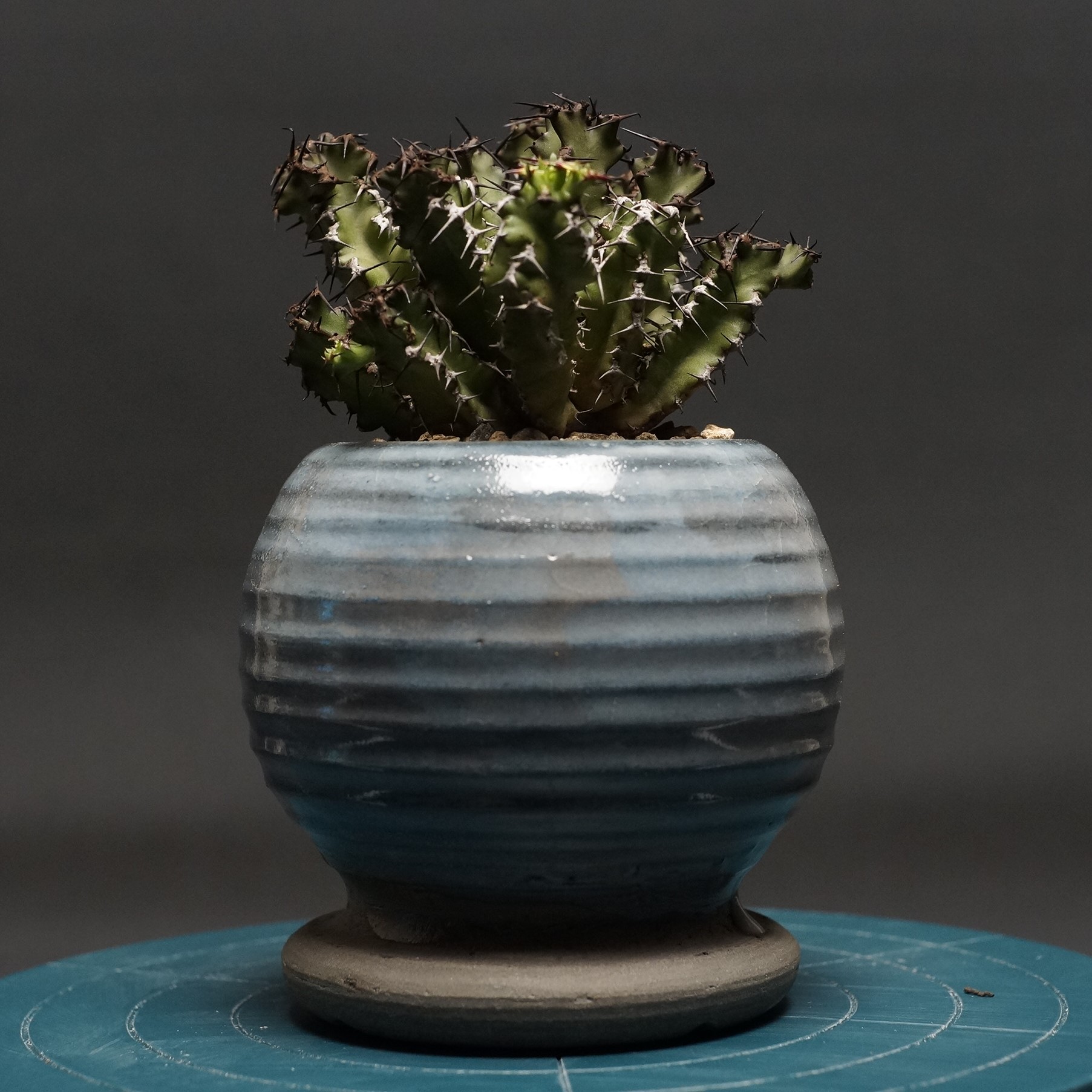 クラビゲラ 発根済 M22 ユーフォルビア 塊根植物 多肉植物