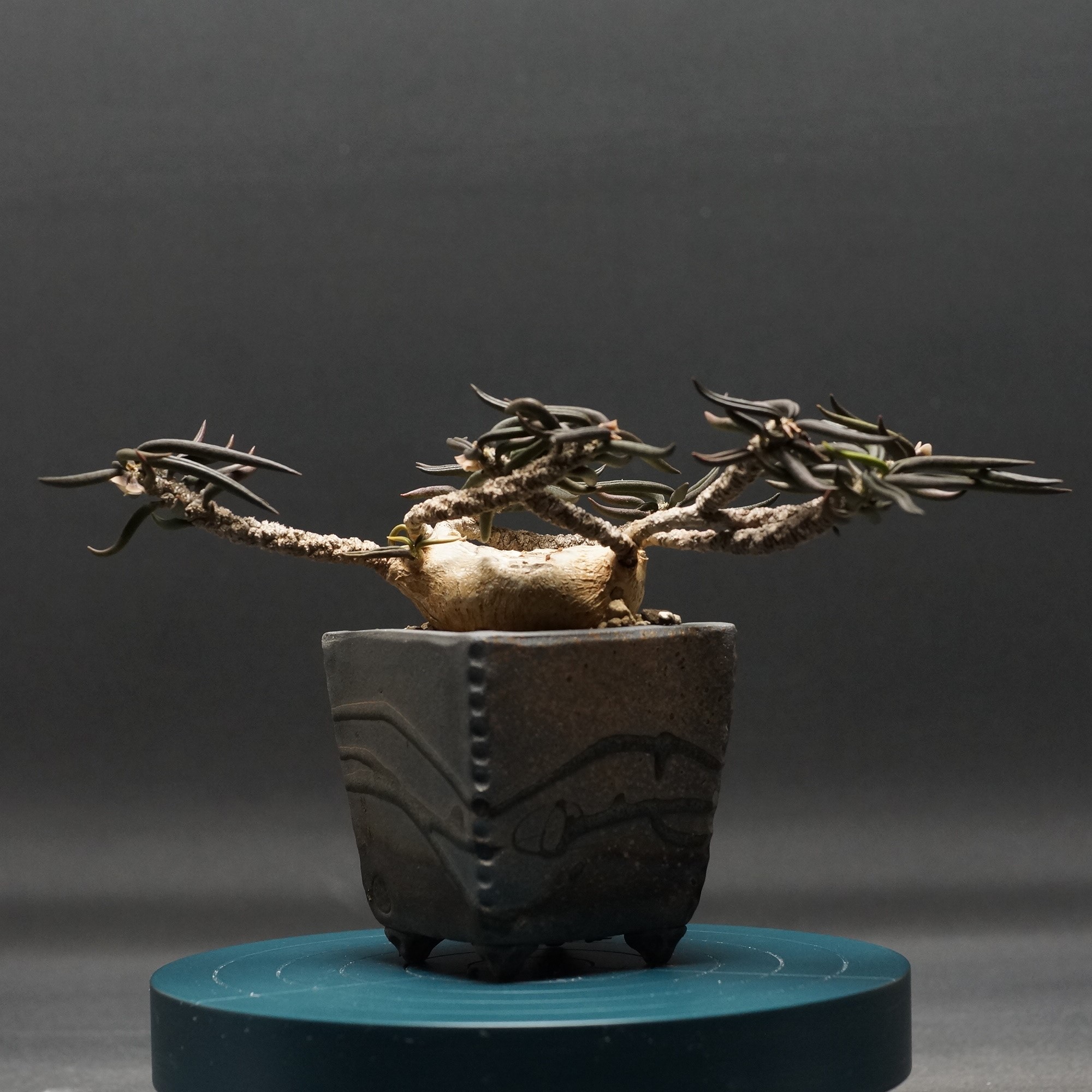 楽天市場】ユーフォルビア キリンドリフォリア トゥビフェラ 4号 プラ