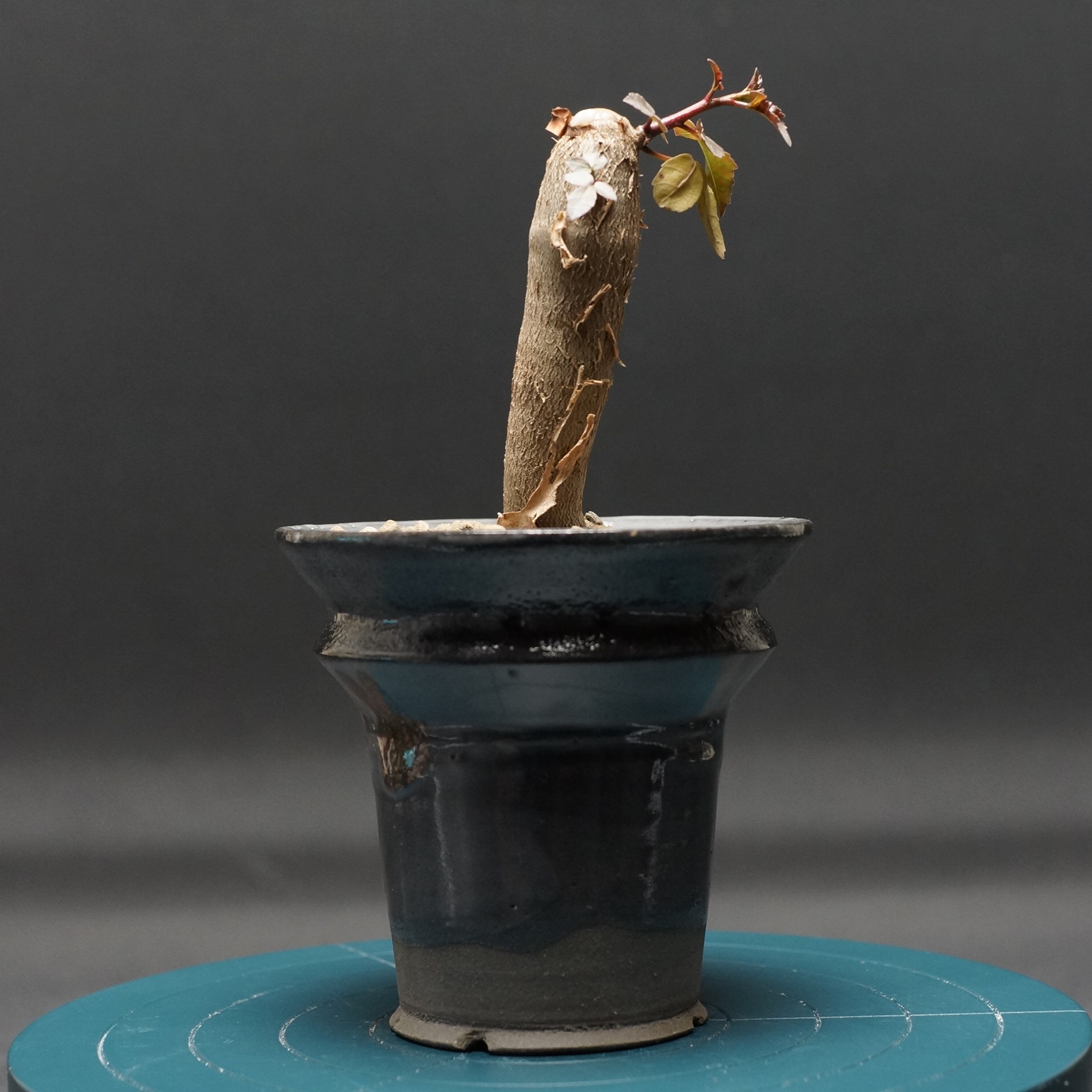 73 Brachystelma barberae ブラキステルマ バーベラエ サボテン