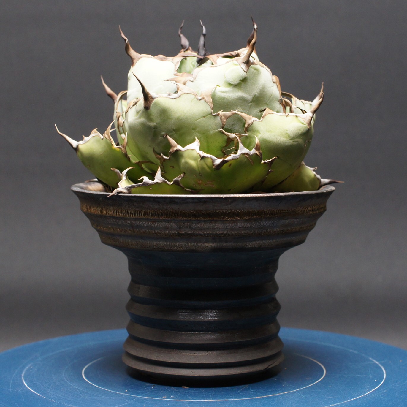 アガベ チタノタ【黒いこと＆青色】 \"agave titanota\"" 保護すること2658 観葉草木 室内 差し上げ物 差し上げ物 室内装飾 今めかしい コーデックス coudex 多肉植物 塊根草木 黒いこと＆青色 アガベ鳴りわたる種 瀬戸もの鉢"