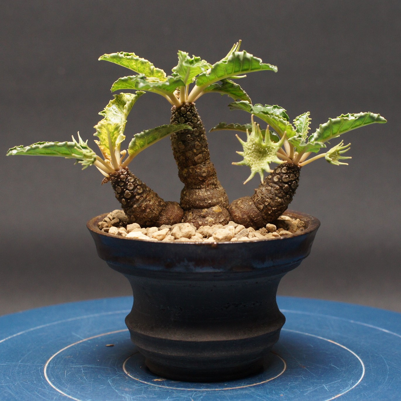 ドルステニア ホルウッディ 変わり種 \"Dorstenia horwoodii hyb\"" 保護すること2661 観葉草木 室内 差し上げ物 差し上げ物 室内装飾 今めかしい コーデックス coudex 多肉植物 塊根草木  ドルステニア バリエガータ 瀬戸もの鉢"