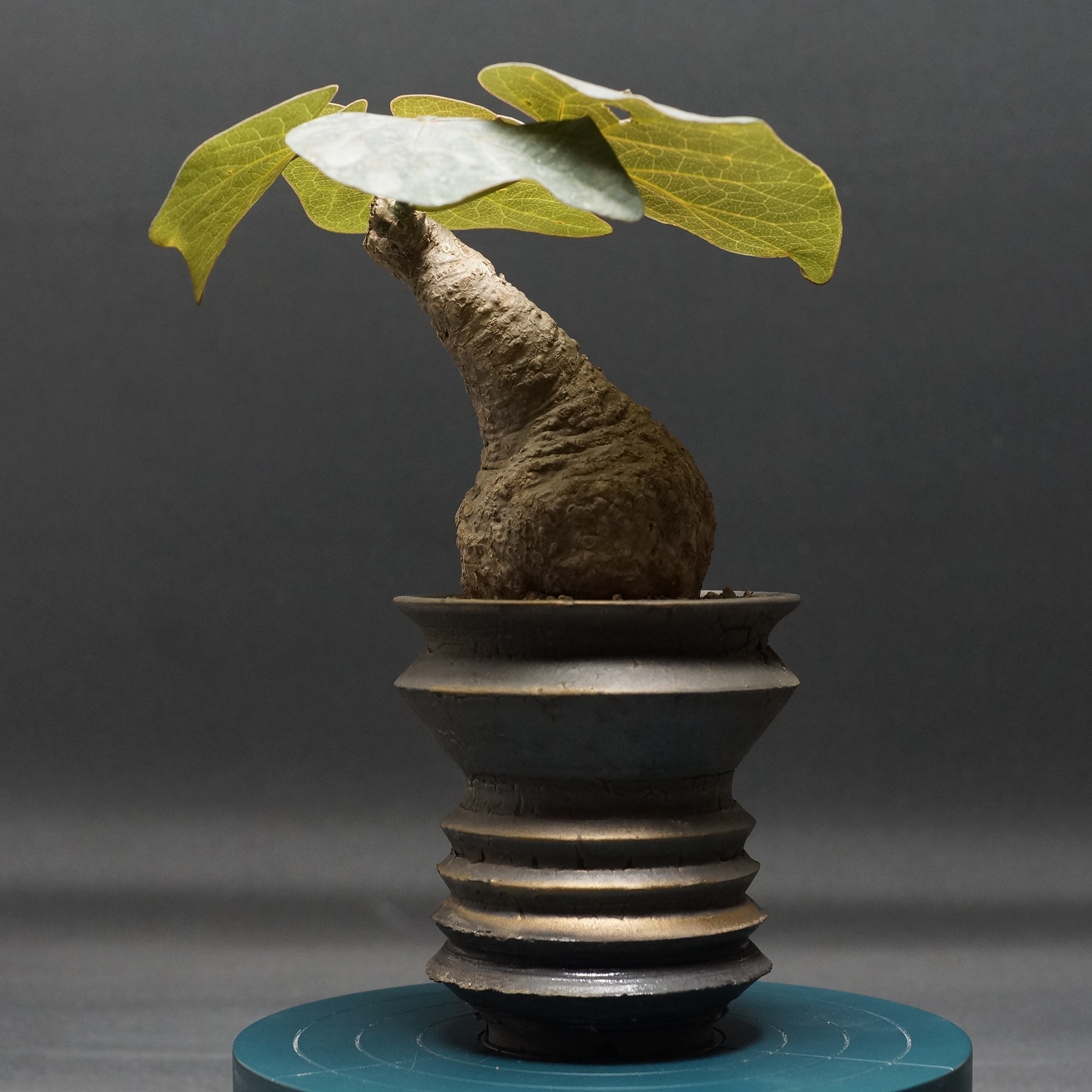 【希少】アデニア☆ステノダクチラ 安いアデニア ステノダクチラの通販商品を比較 | ショッピング