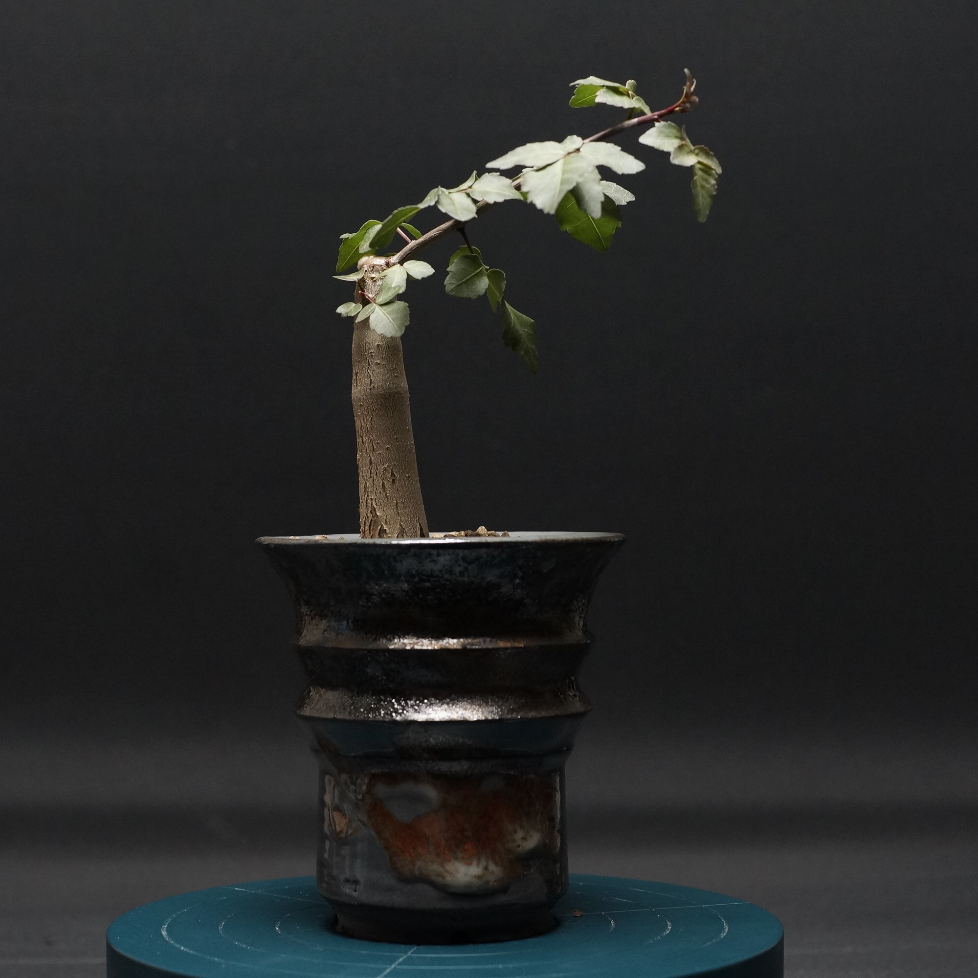 楽天市場】多肉植物 caブルセラ ミクロフィラ 実生 1214-033 多肉植物