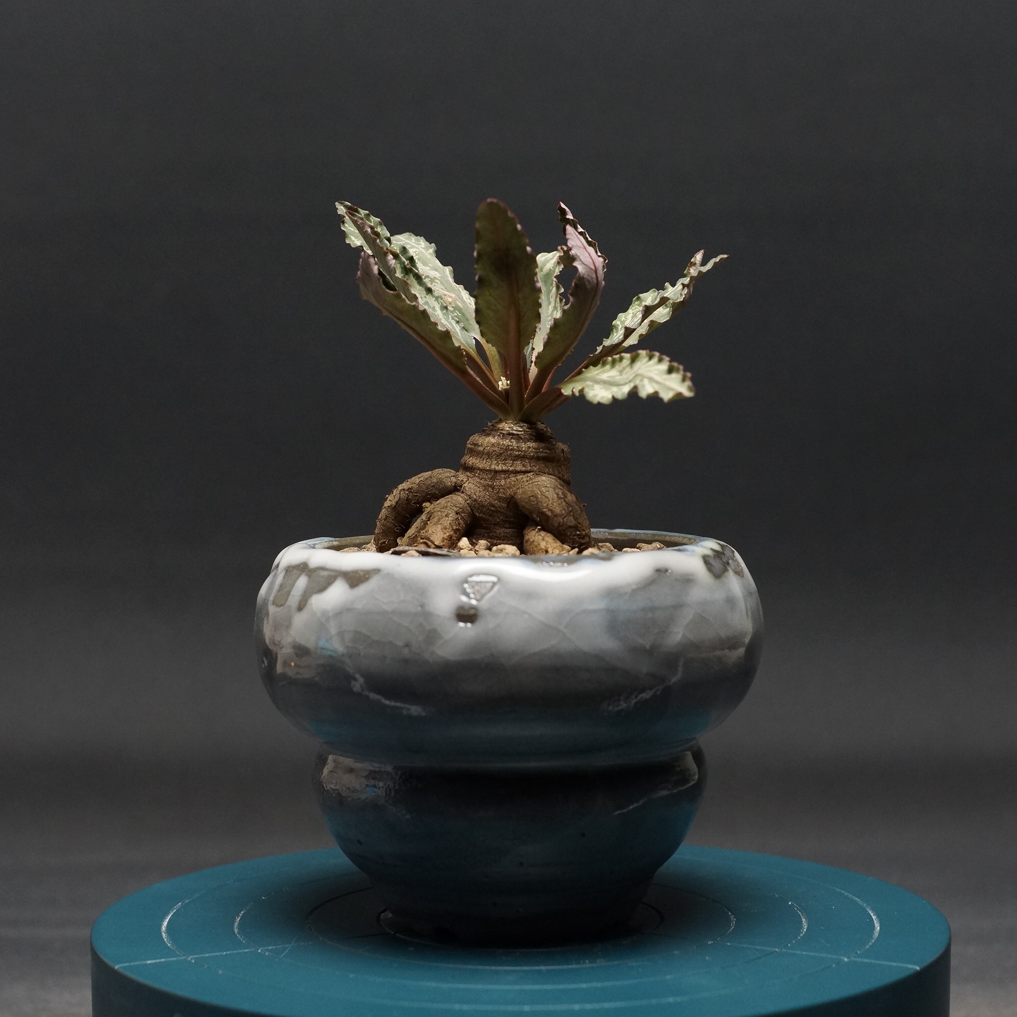 クラビゲラ 発根済 M22 ユーフォルビア 塊根植物 多肉植物 コーデックス クラビゲラ 発根済 M22 ユーフォルビア 塊根植物 多肉植物