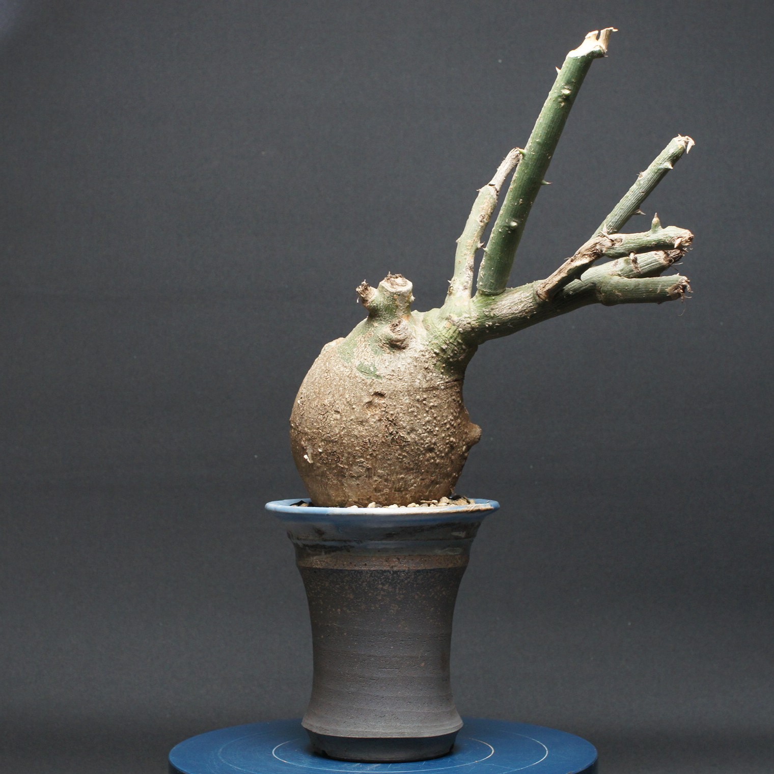 アデニア プセウドグロボーサ \"Adenia pseudoglobosa\"" 保護すること2680 観葉草木 室内 差し上げ物 差し上げ物 室内装飾 今めかしい コーデックス coudex 多肉植物 アデニア 瀬戸もの鉢"