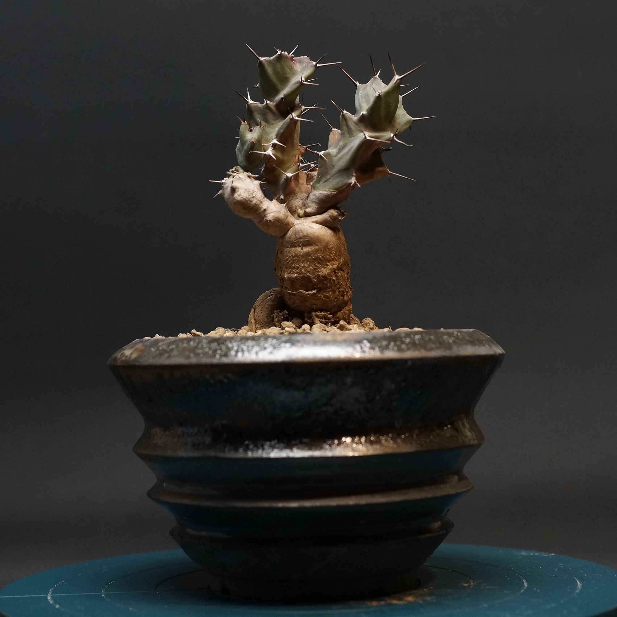 クラビゲラ 発根済 M25 ユーフォルビア 塊根植物 多肉植物 コーデックス クラビゲラ 発根済 M25 ユーフォルビア 塊根植物 多肉植物